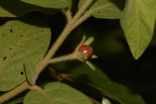 Solanum hapalum — photo