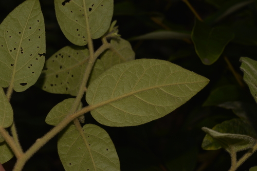 Solanum hapalum — photo
