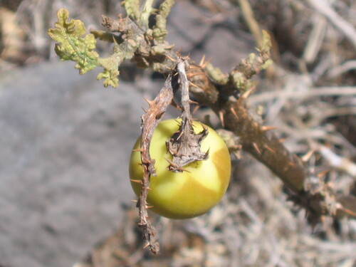 Solanum hermannii (Dead sea apple) — photo