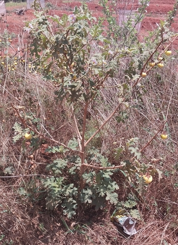 Solanum hermannii