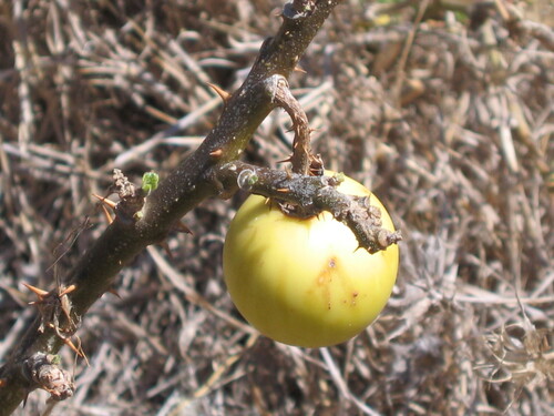 Solanum hermannii (Dead sea apple) — photo
