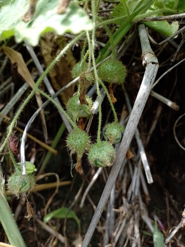 Solanum hieronymi (Najneno) — photo