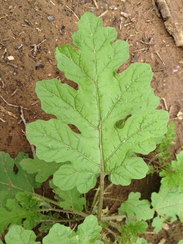 Solanum hieronymi (Najneno) — photo
