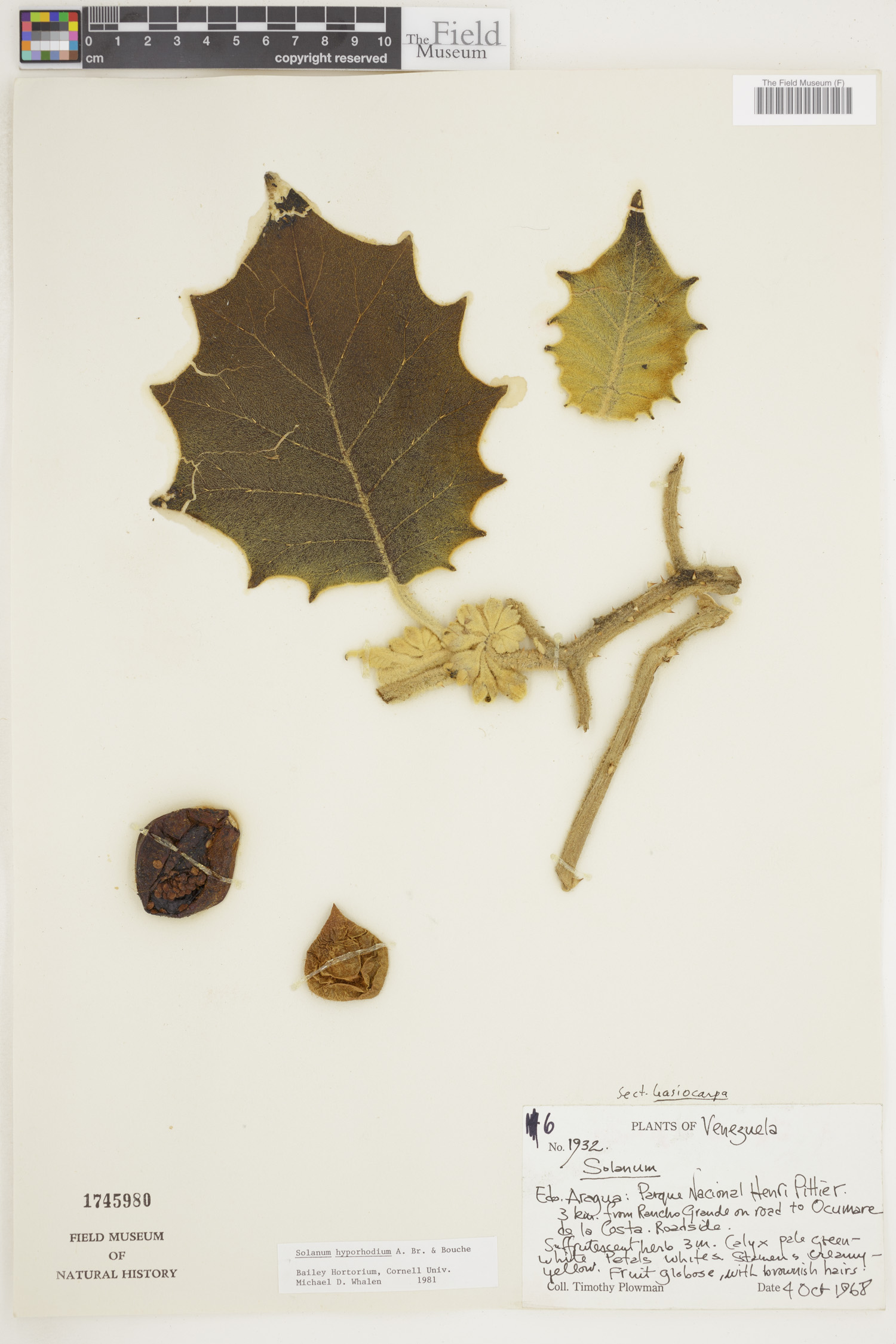 Solanum hyporhodium