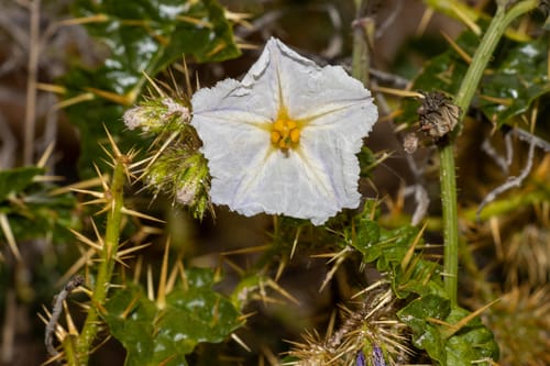 Solanum hystrix (Afghan Thistle) — photo
