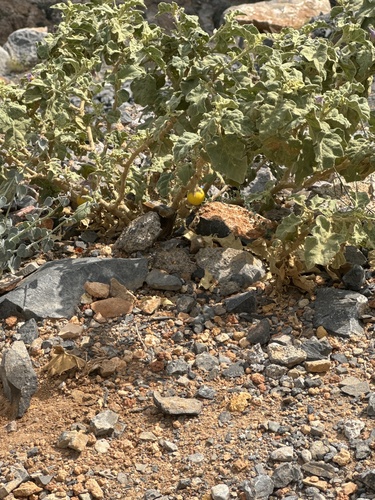 Solanum incanum (Bitter tomato) — photo