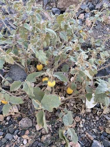 Solanum incanum (Bitter tomato) — photo