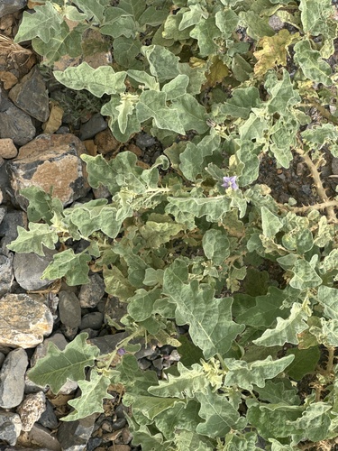 Solanum incanum