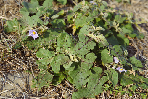 Solanum insanum — photo