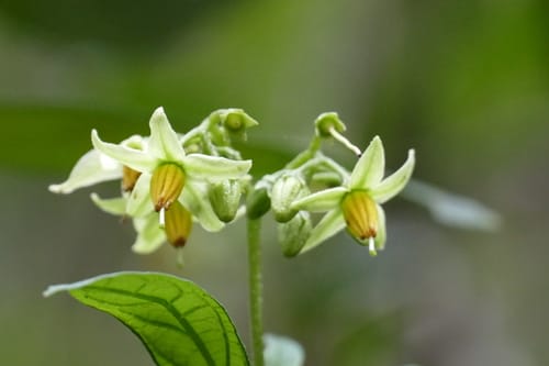 Solanum insidiosum — photo