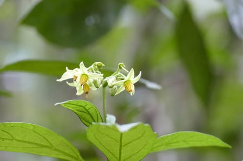 Solanum insidiosum — photo