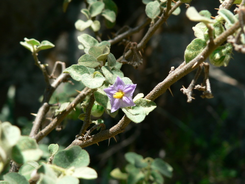 Solanum integrifolium (Ethiopian eggplant) — photo