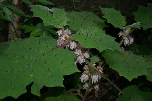 Solanum involucratum — photo
