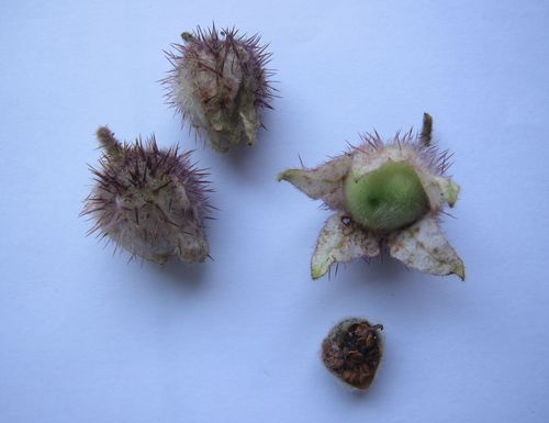 Solanum involucratum — photo