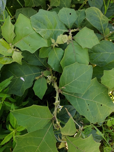 Solanum jamaicense (Jamaica nightshade) — photo