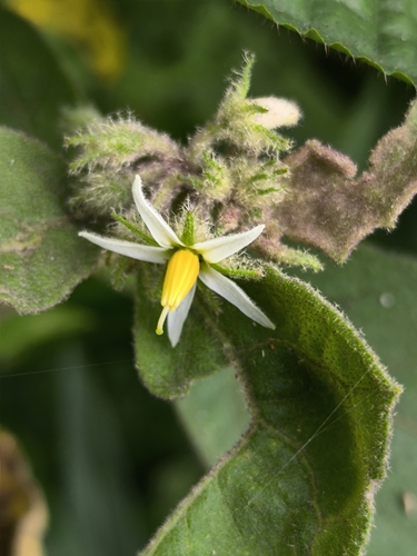 Solanum jamaicense (Jamaica nightshade) — photo