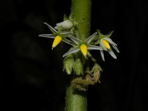 Solanum jamaicense