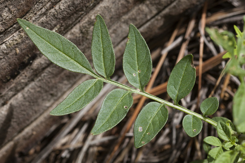 Solanum jamesii (Colorado wild potato) — photo
