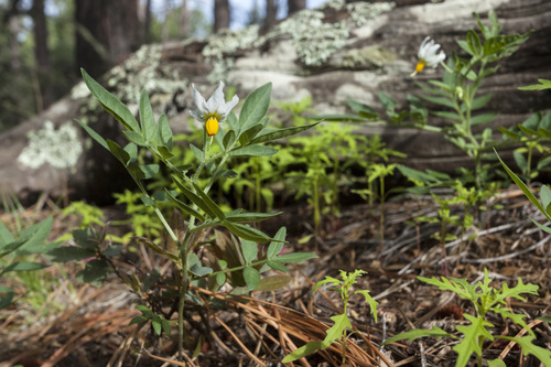 Solanum jamesii (Colorado wild potato) — photo