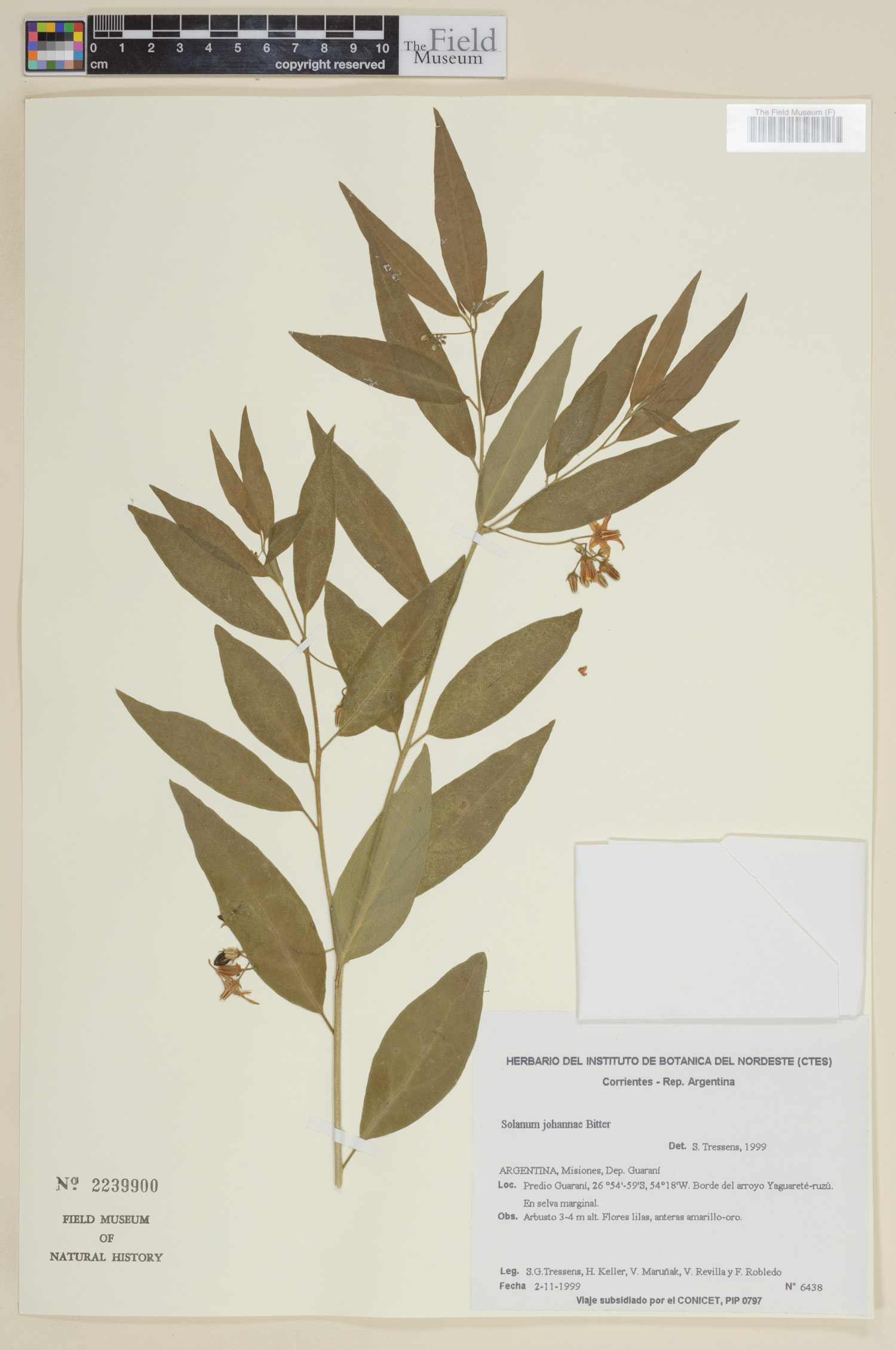 Solanum johannae