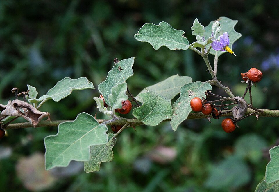 Solanum kurzii (Khim-kha) — photo