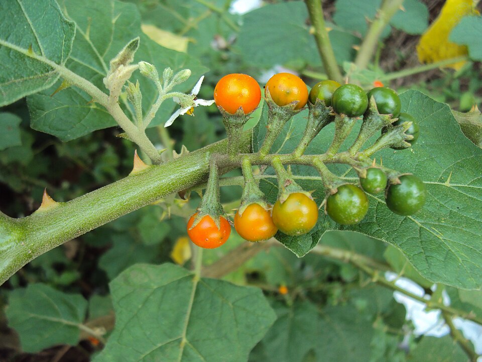 Solanum kurzii
