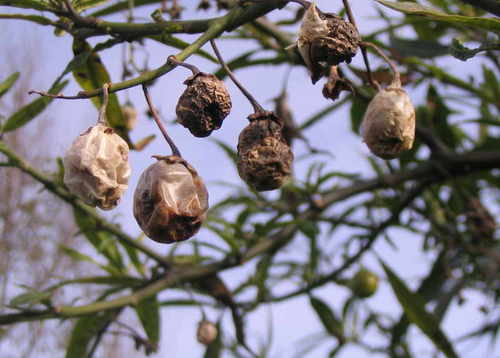 Solanum laciniatum (Kangaroo apple) — photo