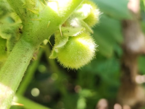 Solanum lasiocarpum (Indian nightshade) — photo