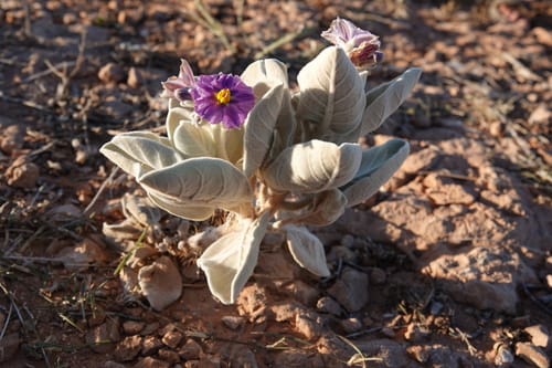 Solanum lasiophyllum (Flannel bush) — photo