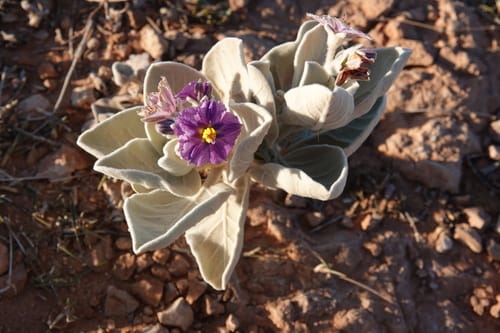 Solanum lasiophyllum (Flannel bush) — photo