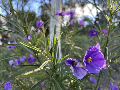 Solanum linearifolium (Mountain kangaroo apple) — photo