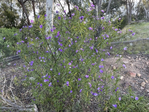 Solanum linearifolium (Mountain kangaroo apple) — photo