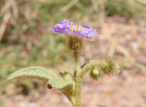 Solanum lucani — photo