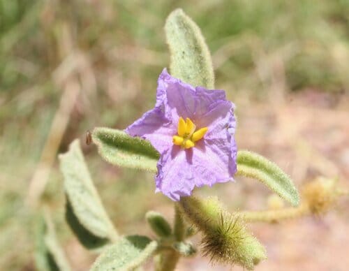 Solanum lucani — photo