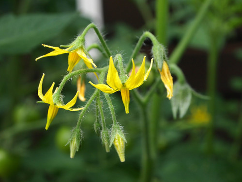Solanum lycopersicum var. cerasiforme