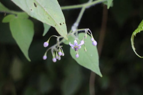 Solanum lyratum (Bai Ying) — photo
