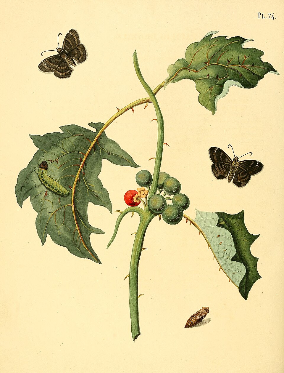 Solanum maccai — photo