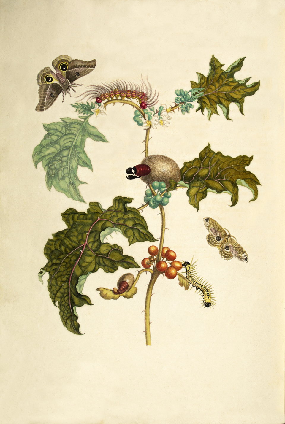 Solanum maccai