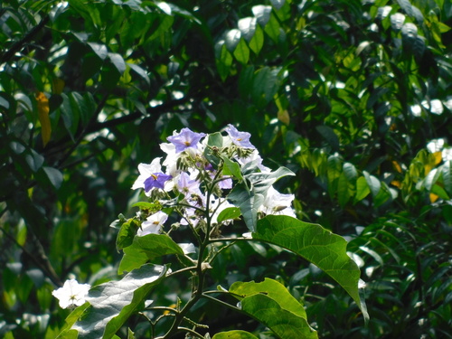 Solanum macranthum (Brazilian potato tree) — photo