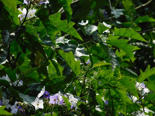 Solanum macranthum (Brazilian potato tree) — photo