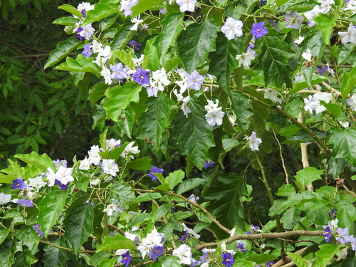 Solanum macranthum