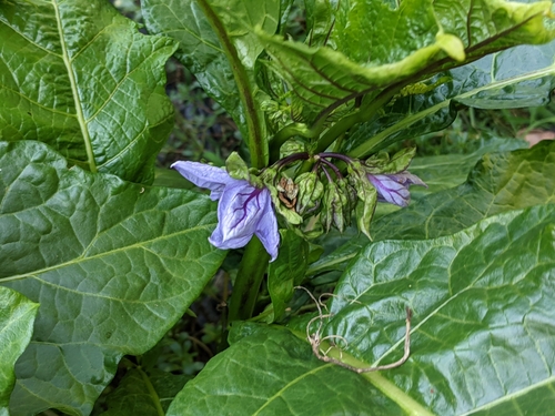 Solanum macrocarpon (Native eggplant) — photo