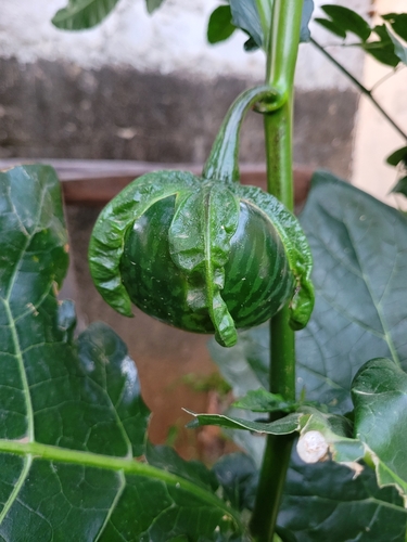 Solanum macrocarpon (Native eggplant) — photo