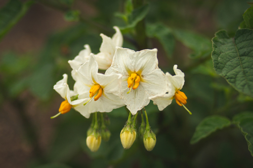 Solanum maglia (Maglia) — photo