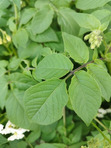 Solanum maglia (Maglia) — photo