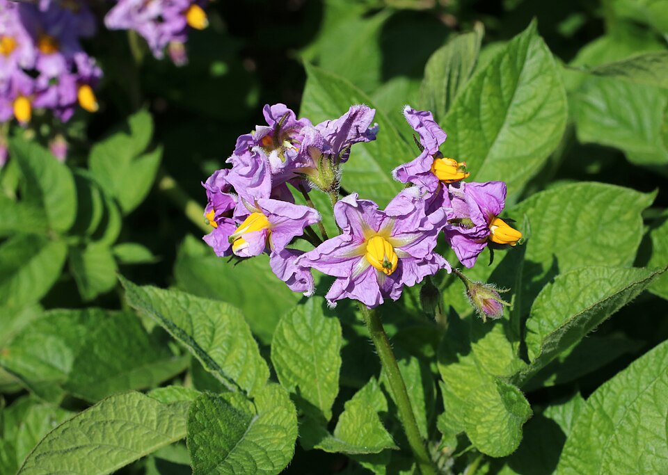 Solanum mamilliferum