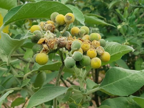 Solanum mauritianum (Wild tobacco tree) — photo
