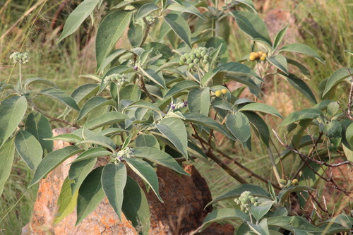 Solanum mauritianum (Wild tobacco tree) — photo