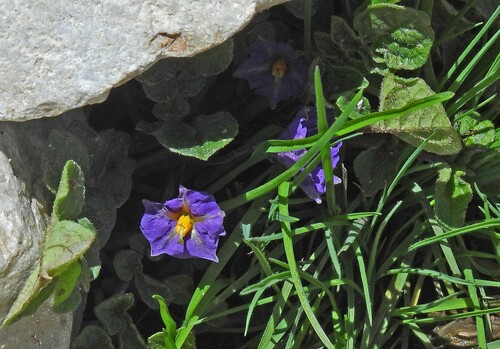 Solanum megistacrolobum — photo