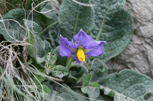 Solanum megistacrolobum — photo